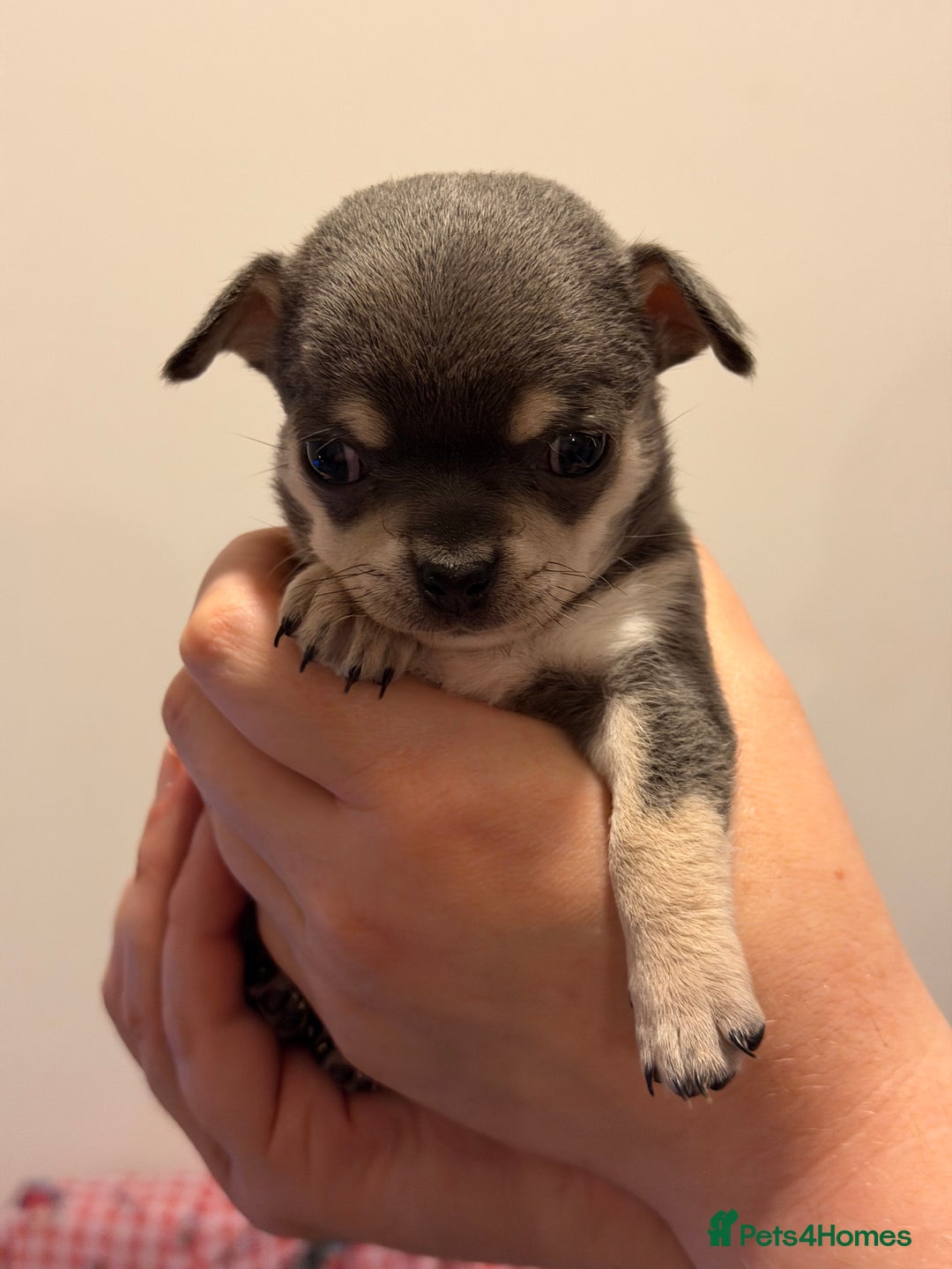 Chihuahua dogs for sale: Tiny apple head chihuahuas - Image 16