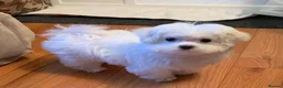 Maltese dogs for sale: Five beautiful Maltese puppies  in London - Advert 4