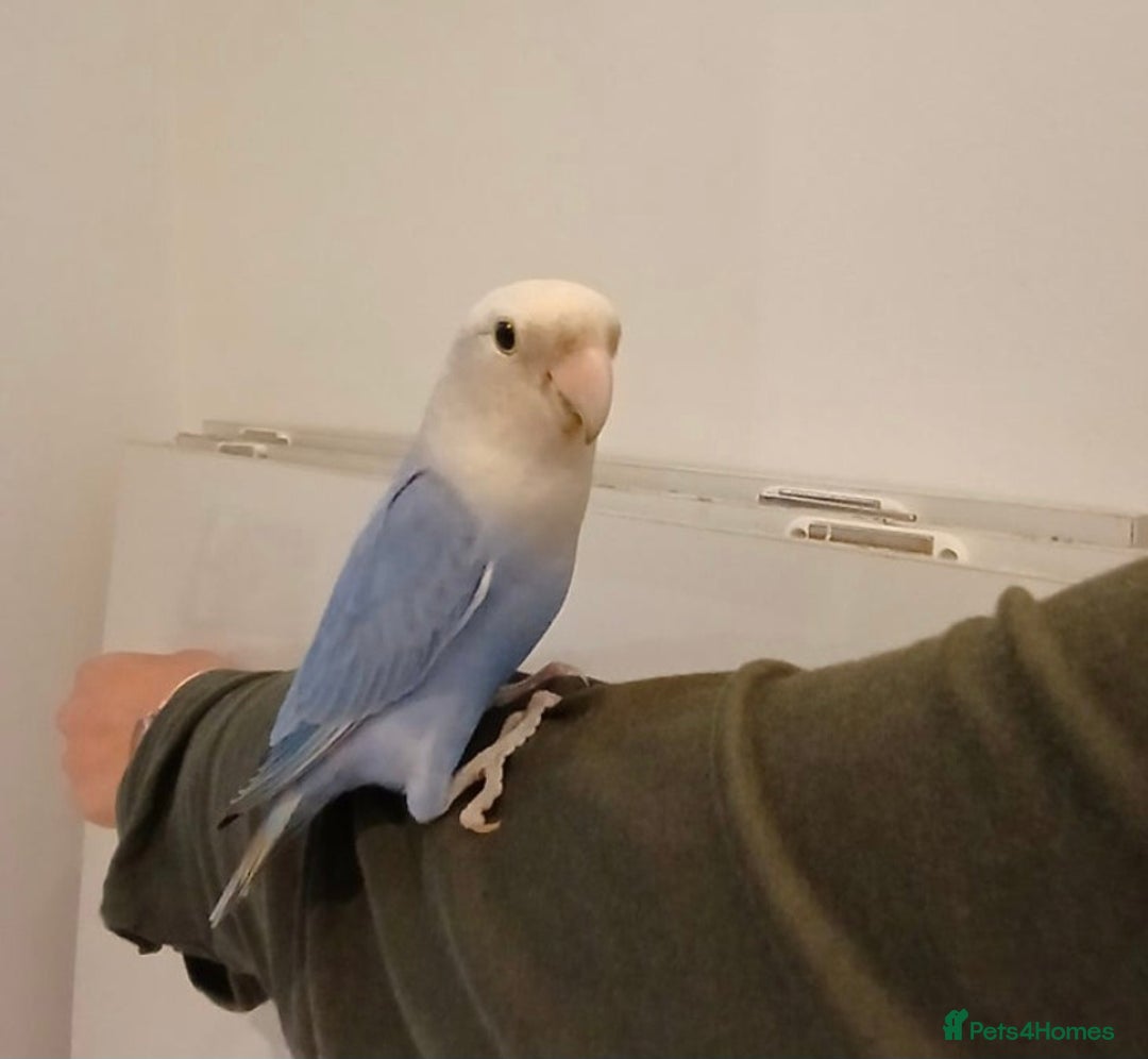 Lovebirds birds for sale: Love bird rescue  - Image 2