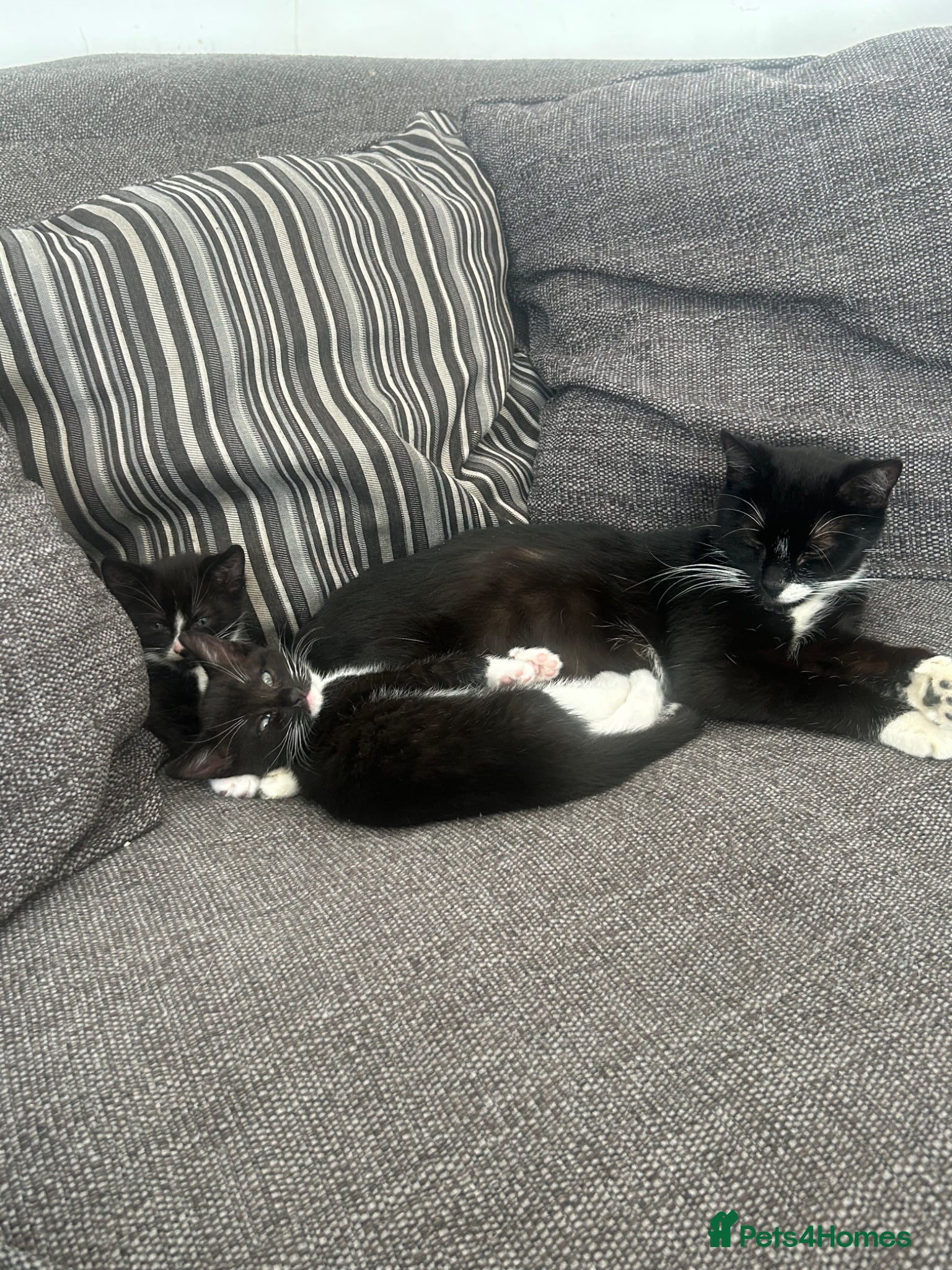 British Shorthair cats Kittens  - Advert 3