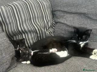 British Shorthair cats Kittens - Advert 3