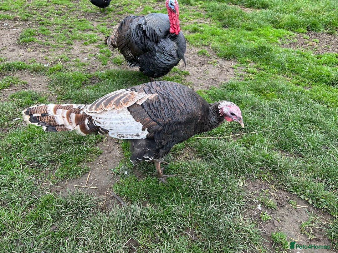 Turkeys poultry for sale: Turkeys - Image 2