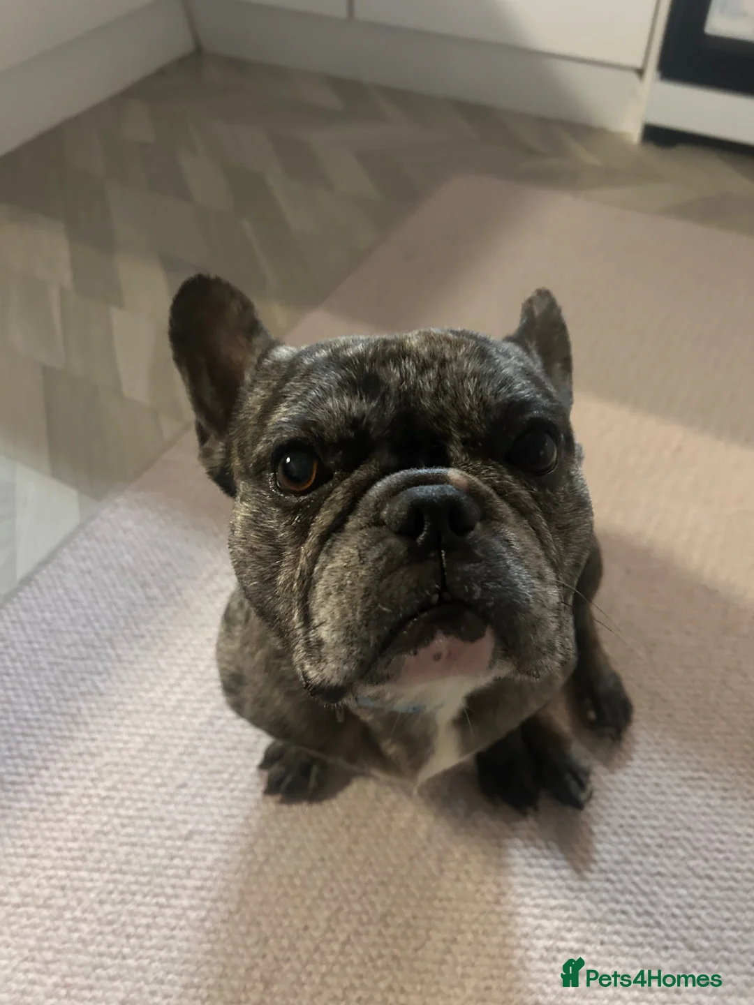 French Bulldog dogs for sale: French bulldog male - Advert 1