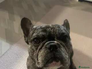 French Bulldog dogs French bulldog male - Advert 1