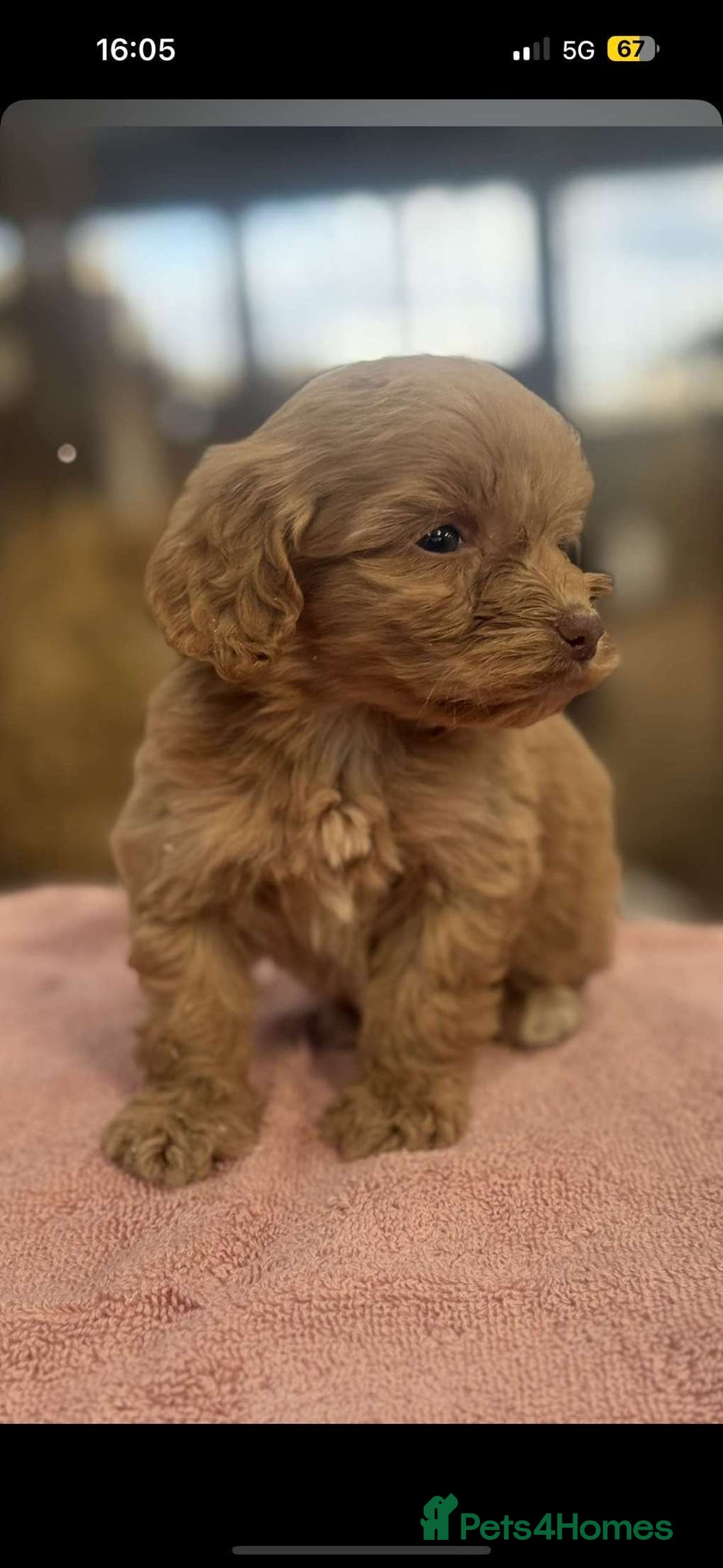 Cockapoo dogs for sale: Cockerpoo pups  - Image 2