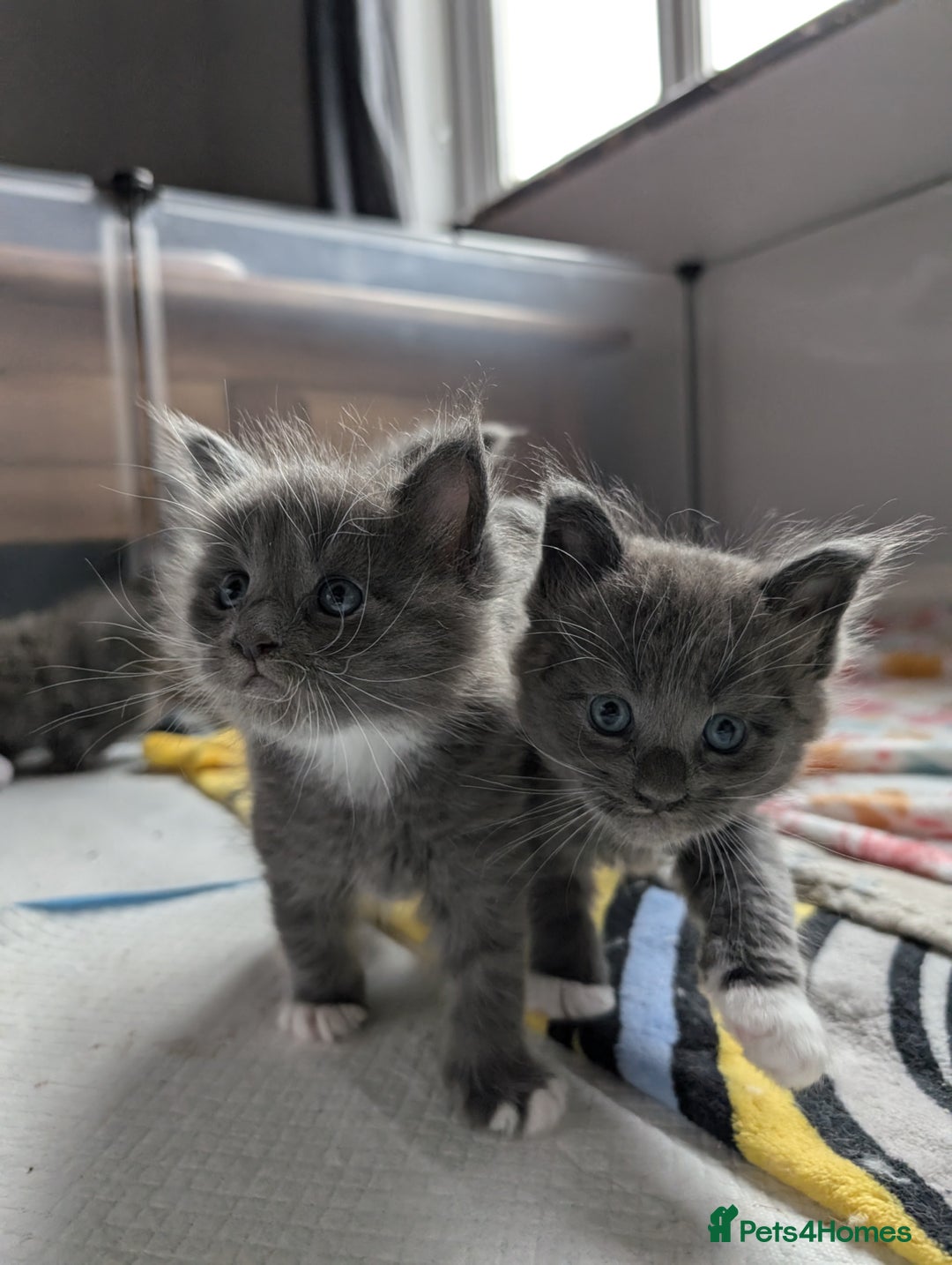 Maine Coon cats for stud: GCCF/TICA Reg Maine Coon for Stud Service! in Frome - Image 4