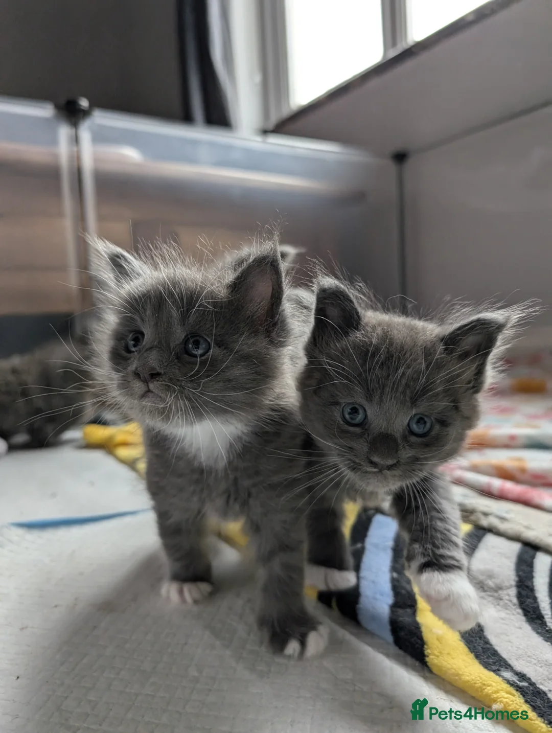 Maine Coon cats for stud: TICA Reg Maine Coon for Stud Service! in Frome - Advert 4