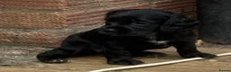 Cocker Spaniel dogs for stud: Proven KC Reg Health Tested Working Cocker - Advert 2