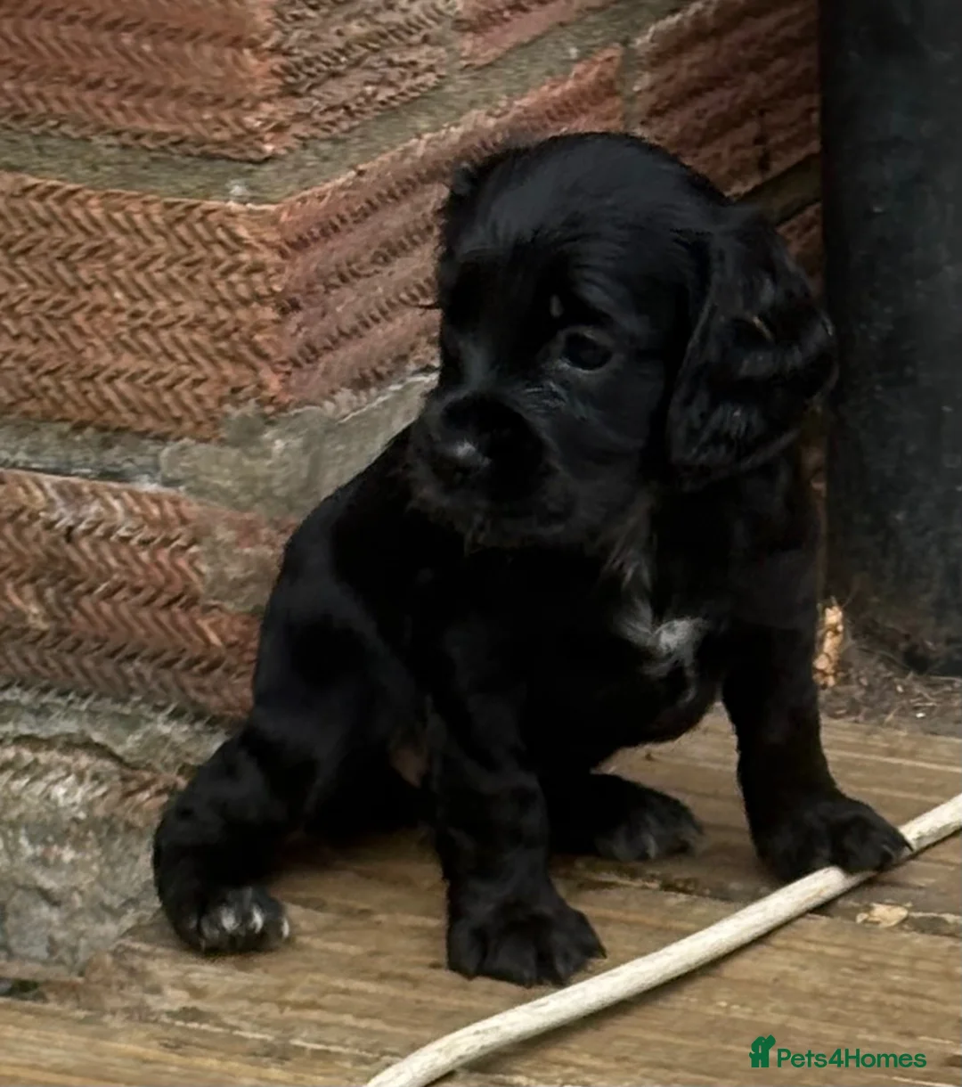 Cocker Spaniel dogs for stud: Proven KC Reg Health Tested Working Cocker - Advert 2