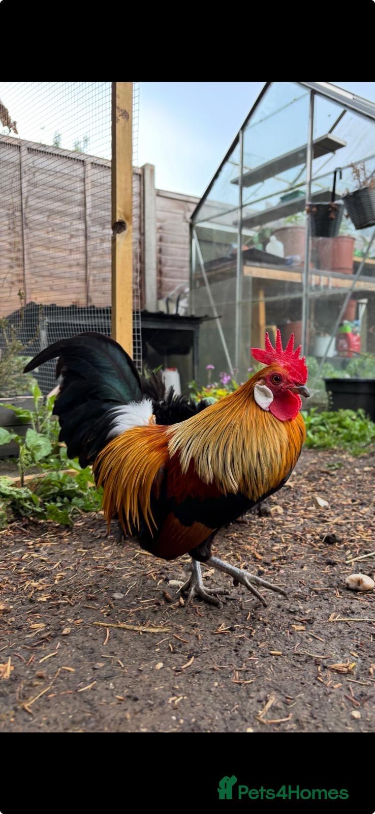 Chickens poultry POL chickens available  - Advert 1