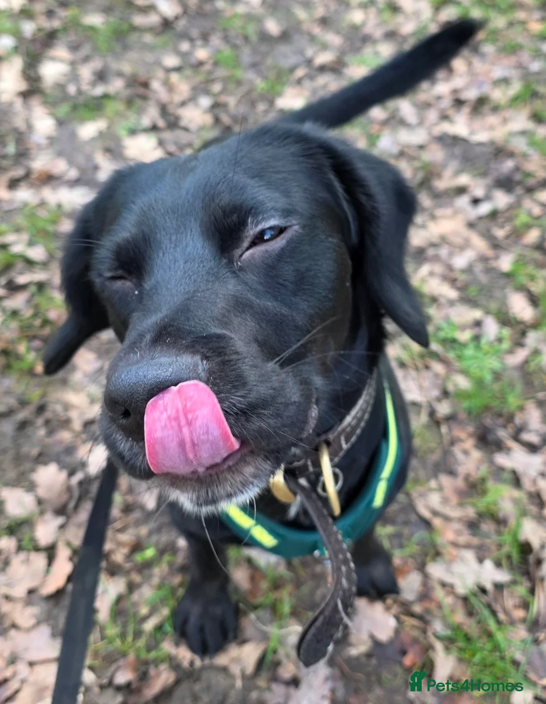 Cockerdor dogs for sale: Male cockerdor - Advert 1