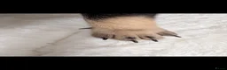French Bulldog dogs for sale: 🐾  BEAUTIFUL FRENCH BULLDOG BOYS AVAILABLE 🐾 - Advert 10