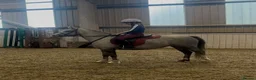 Welsh Section A horses for sale: Welsh pony  in Stoke-on-Trent - Advert 2