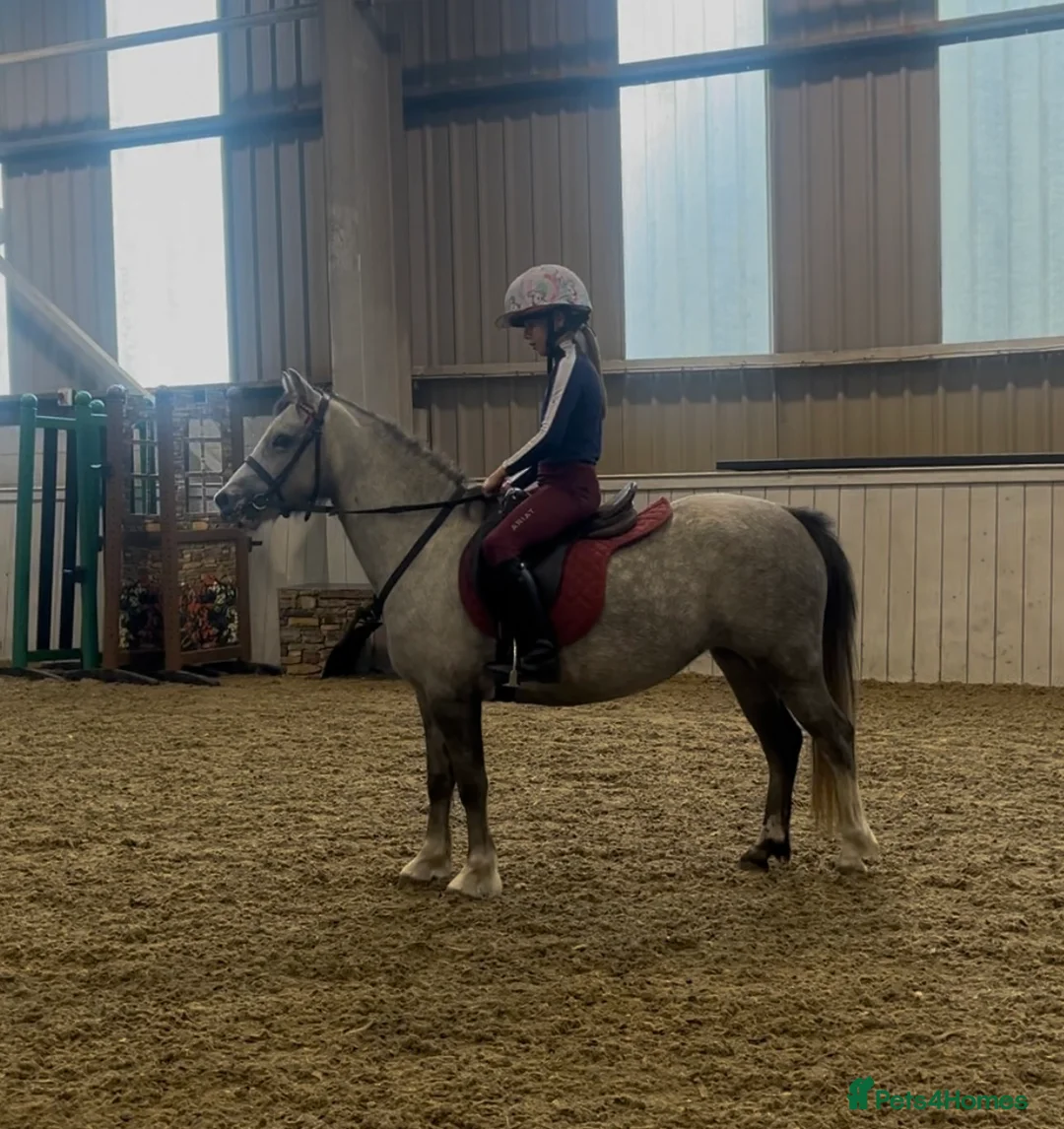 Welsh Section A horses for sale: Welsh pony  in Stoke-on-Trent - Advert 2
