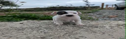 Jack Russell dogs for sale: Jack russell puppies in Newton Stewart - Advert 24
