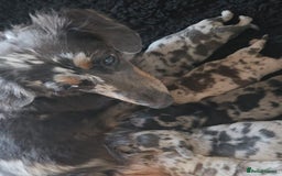 Miniature Dachshund dogs for sale: True to type mini dachshunds  - Image 7