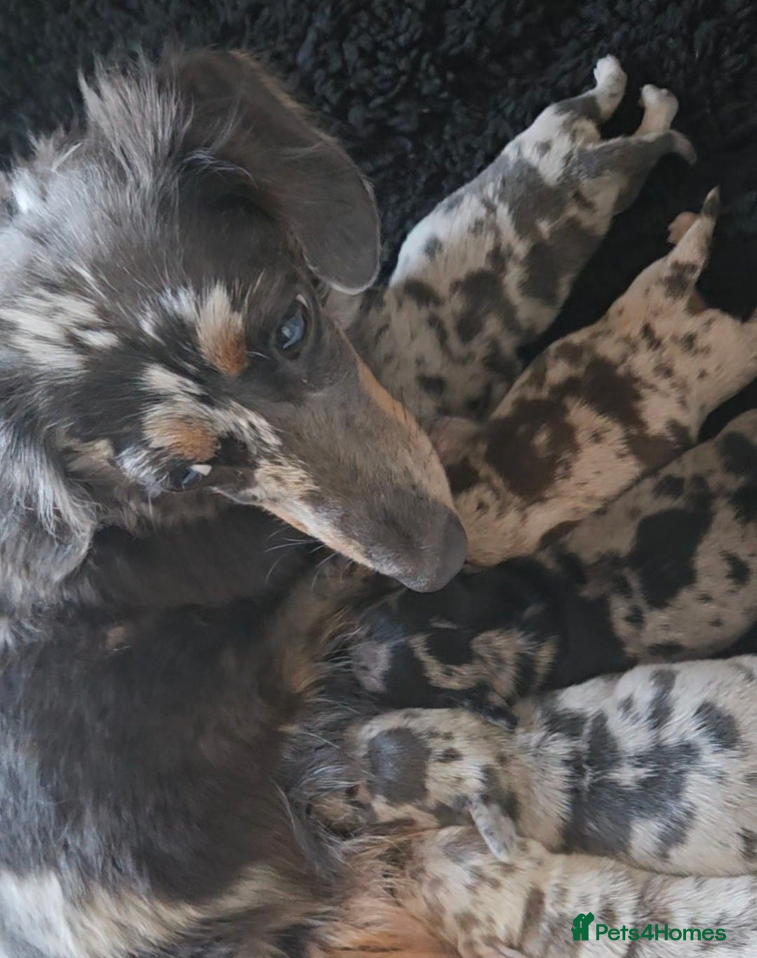 Miniature Dachshund dogs for sale: True to type mini dachshunds  - Image 7