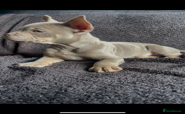 American Bulldog dogs - Advert 1
