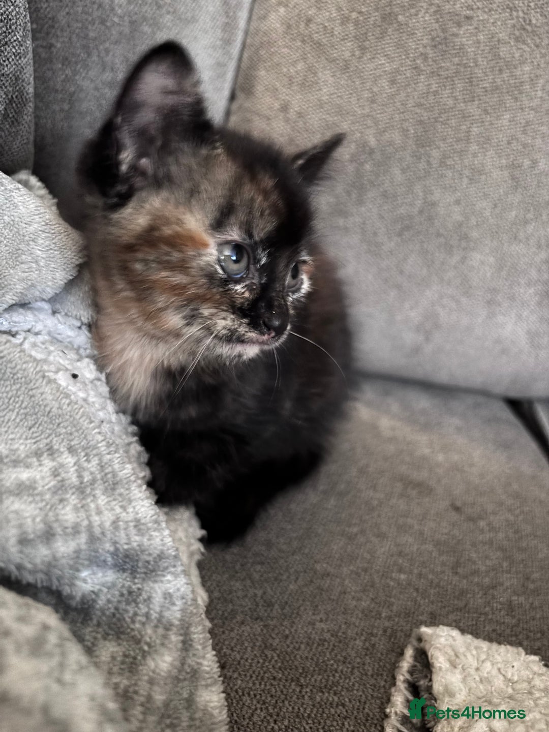 Mixed Breed cats for sale: Beautiful fur babies  - Advert 6