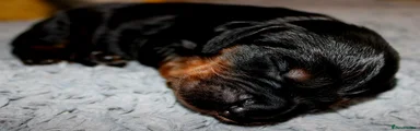 Black & Tan 5