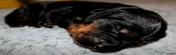 Cocker Spaniel dogs for sale: KC Reg WCS pups Health tested FTCH lines - Advert 13