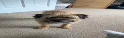 Border Terrier dogs for sale: Border Terrier Female,Monkey,Loving Home Wanted in Halifax - Advert 8