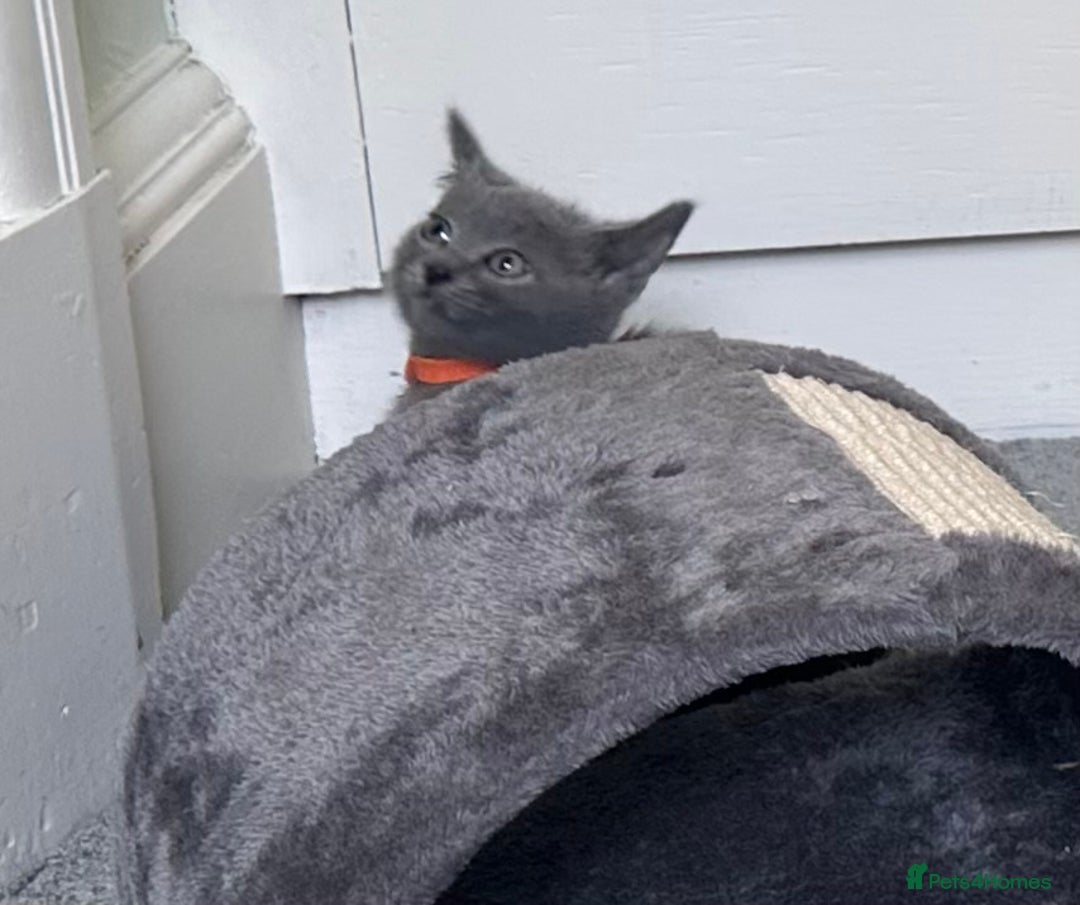 Russian Blue cats for sale: Russian Blue Kittens  in Lanark - Image 6
