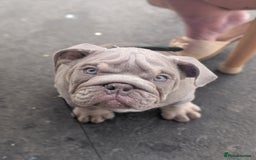 English Bulldog dogs for sale: English bulldog  - Image 11