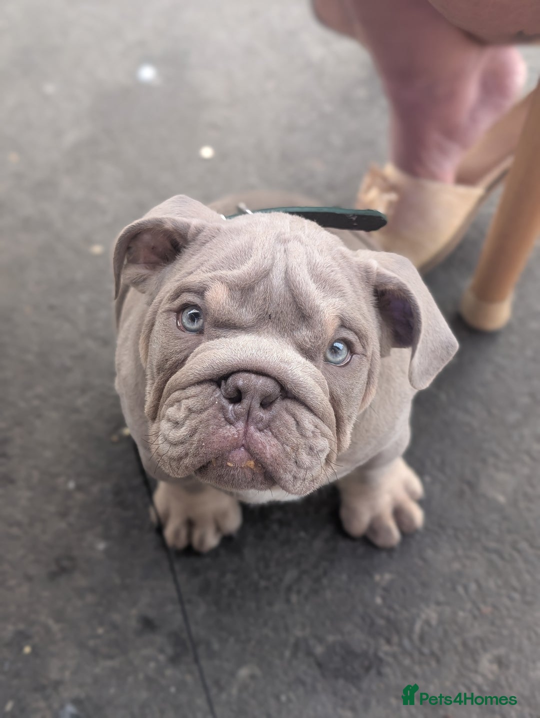 English Bulldog dogs for sale: English bulldog  - Image 11
