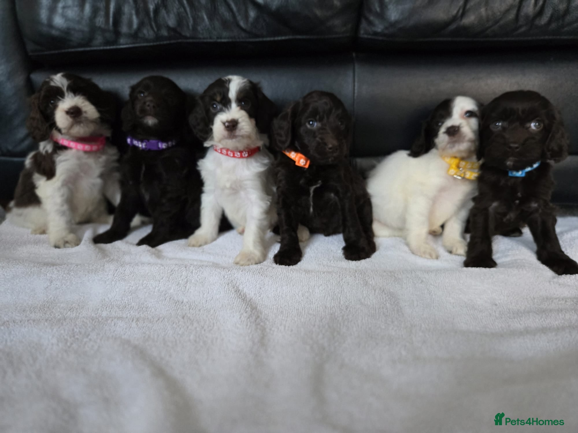 Cockapoo dogs Gorgeous Cockapoo litter - Advert 1
