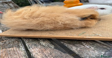 Guinea Pig rodents - Advert 11