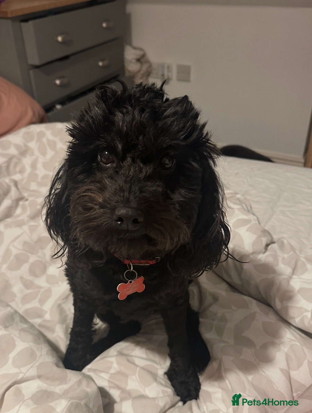 Cockapoo dogs 3 beautiful cockapoos - one male two femal - Advert 2