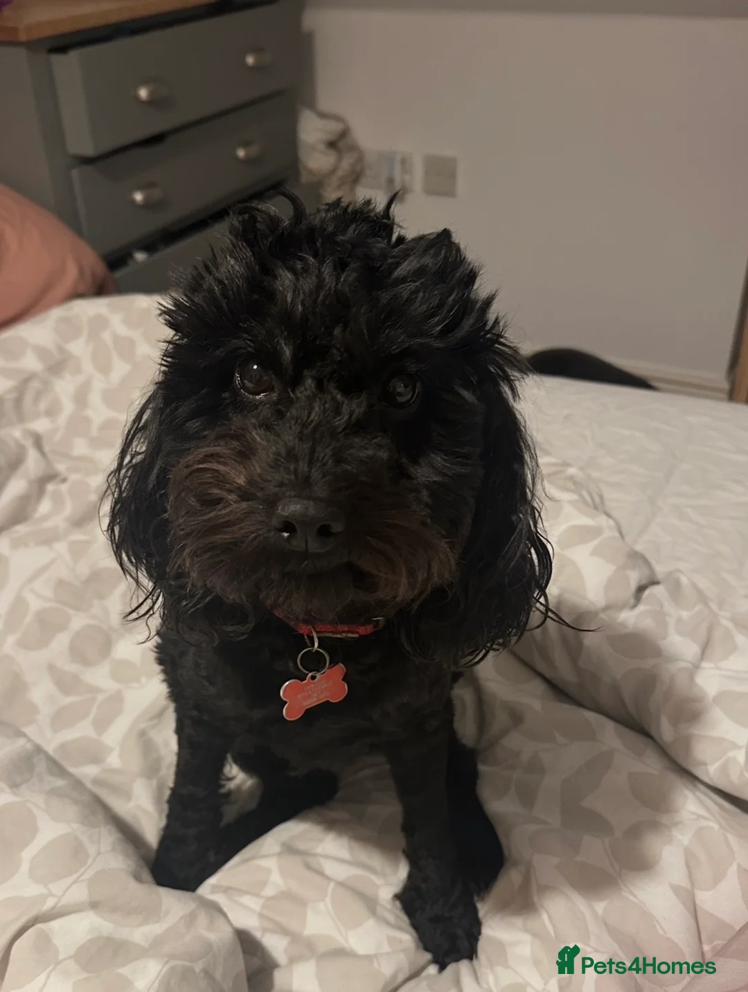 Cockapoo dogs for sale: 3 beautiful cockapoos - one male two femal - Advert 2