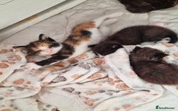 Mixed Breed cats for sale: Kittens - Image 12