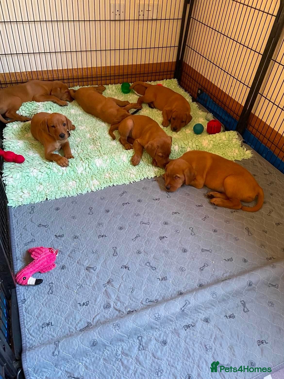 Labrador Retriever dogs STUNNING FOX RED LABRADOR PUPPIES - Advert 1