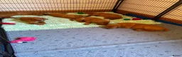 Labrador Retriever dogs for sale: STUNNING KC REG FOX RED LABRADOR PUPPIES - Advert 8