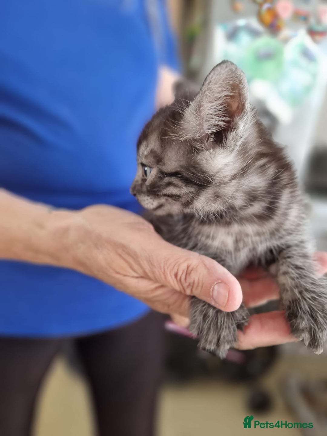 Maine Coon cats for sale: Kitten for sale various colours  - Image 3