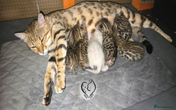 Bengal cats for sale: 3 brown bengal boys - Image 21