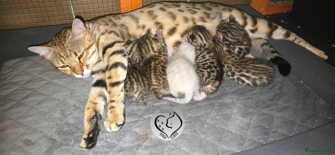 Bengal cats for sale: 3 brown bengal boys - Image 21
