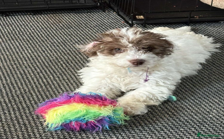 Cavapoo dogs - Advert 2