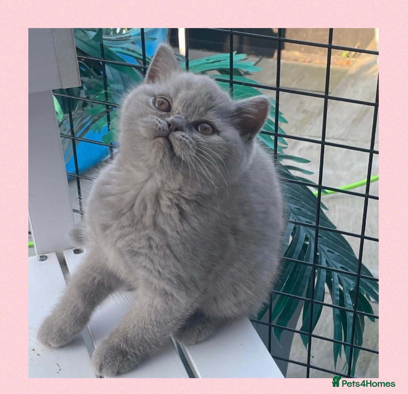 British Shorthair cats GCCF Champion British Shorthair kitten - Advert 1