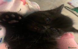 Bombay cats for sale: Kittens - Advert 25