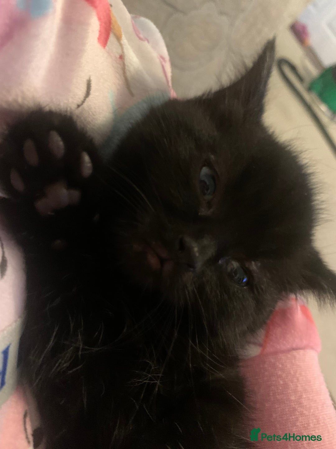 Bombay cats for sale: Kittens - Advert 25