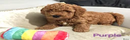 Schnoodle dogs for sale: Schnoodle Puppies Looking for Loving Homes - Advert 8