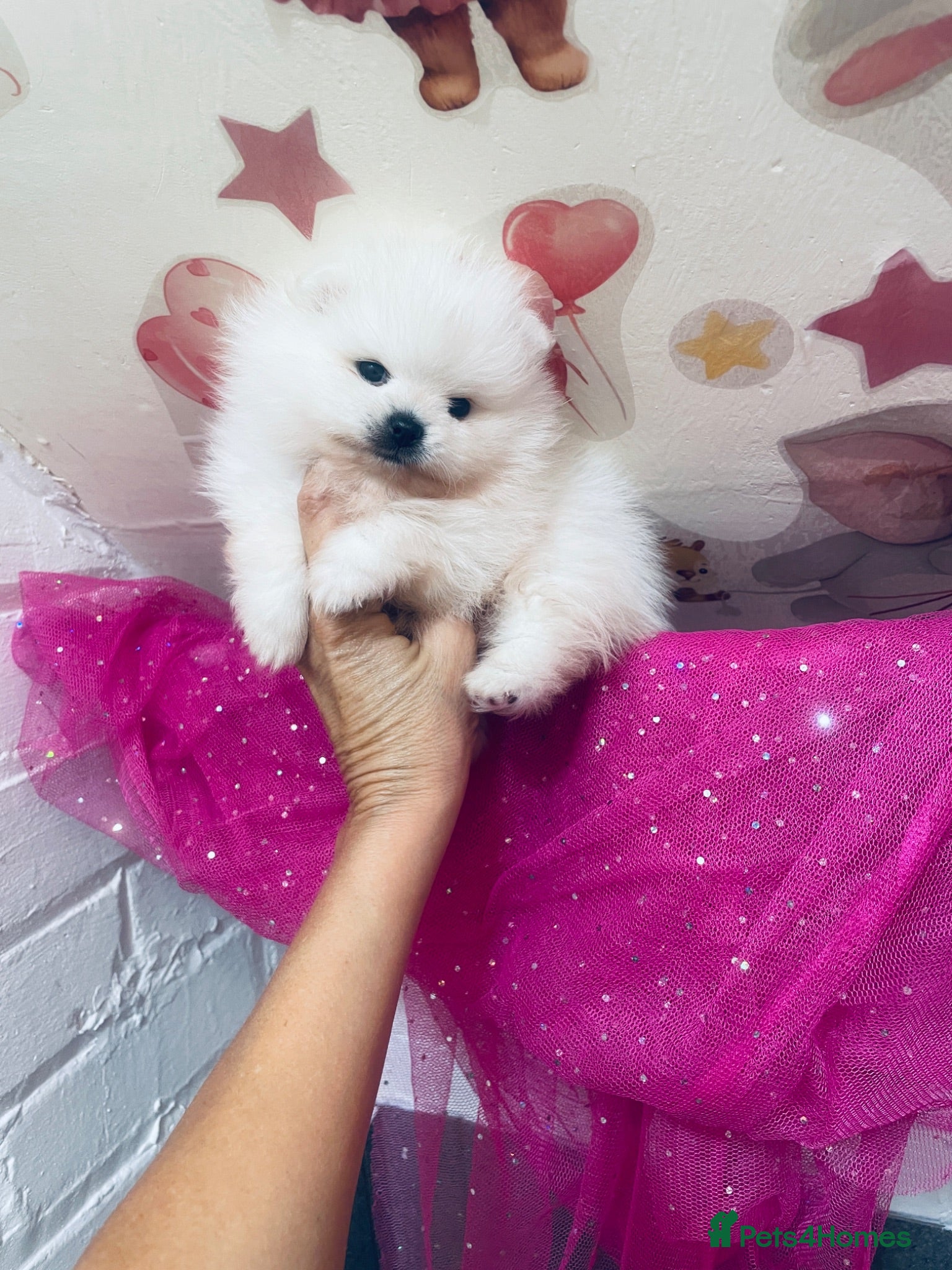 Pomeranian dogs Gorgeous White Kc babies 🌟🌟🌟🌟🌟 - Advert 7