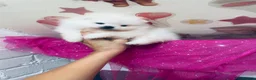 Pomeranian dogs for sale: Gorgeous White Kc babies 🌟🌟🌟🌟🌟 - Advert 1