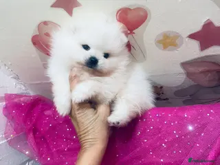 Pomeranian dogs Gorgeous White Kc babies 🌟🌟🌟🌟🌟 - Advert 8