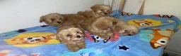 Maltipoo dogs for sale: Multipoo  - Advert 3