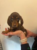 Miniature Dachshund dogs 🤩 2 Kc mini dachshund 🤩 - Advert 8