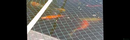 Koi Carp fish for sale: Pond fish mixed ages and sizes in Lancing - Advert 2